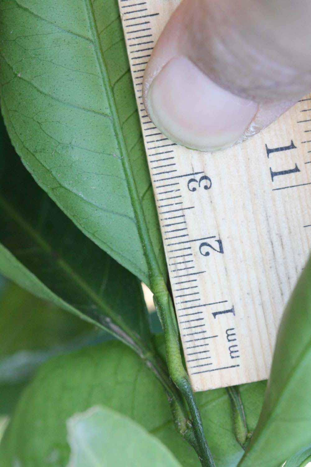              Unifoliolate leaf (Riverside, CA)       